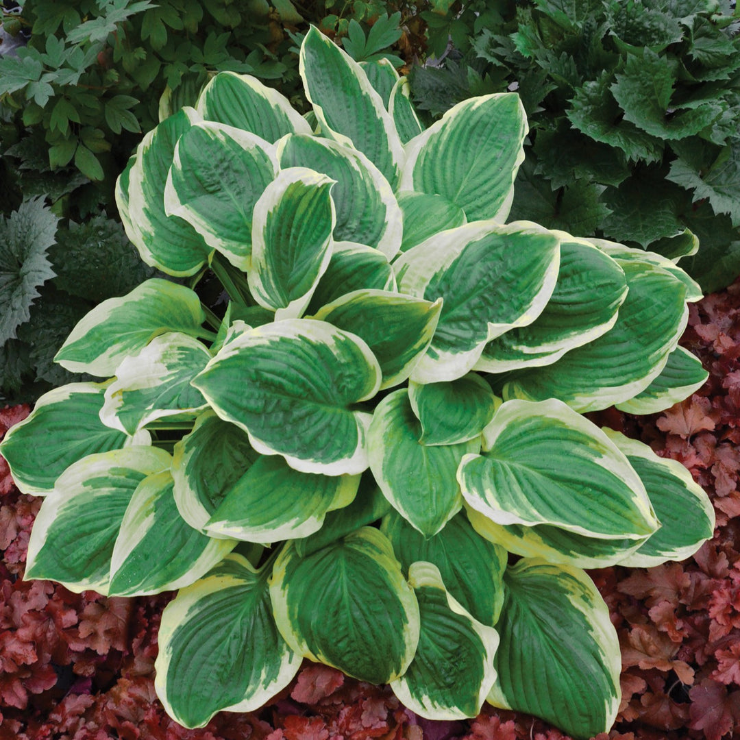 Hosta 'Royal Wedding' ~ Royal Wedding Hosta-ServeScape