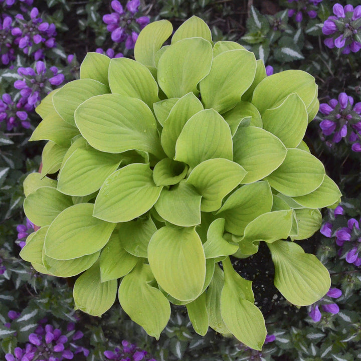 Hosta 'Sun Mouse 'PP30033 ~ Sun Mouse Hosta-ServeScape