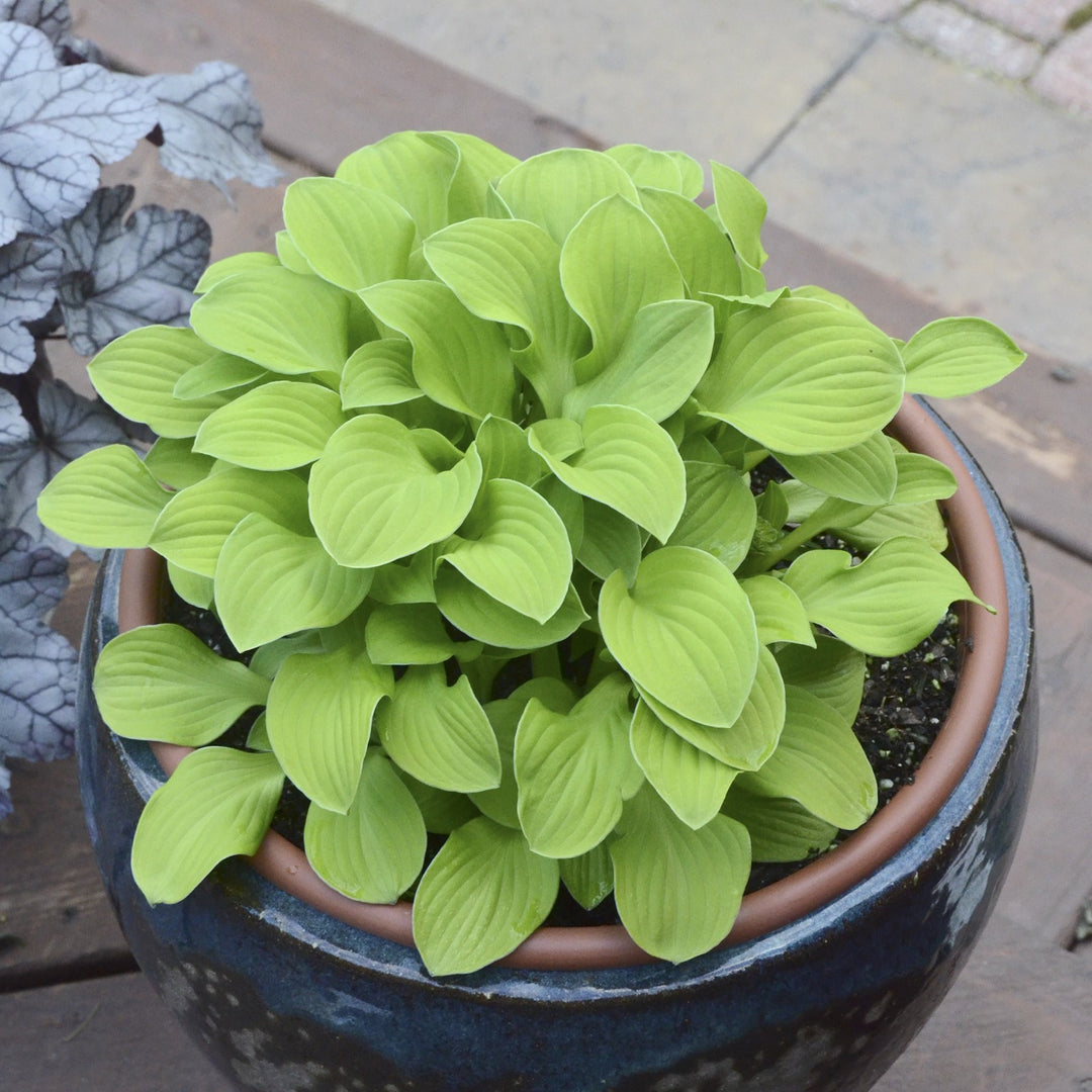 Hosta 'Sun Mouse 'PP30033 ~ Sun Mouse Hosta-ServeScape