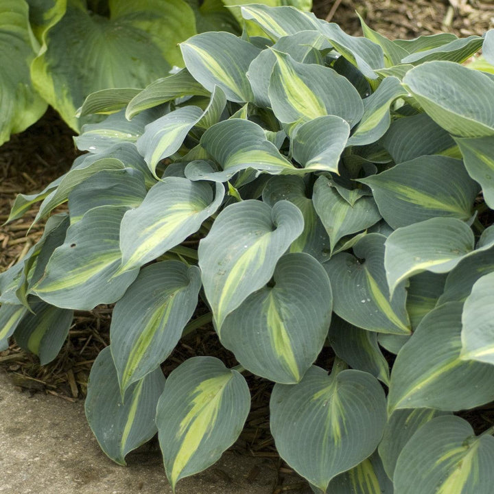 Hosta 'Touch of Class' ~ Touch of Class Hosta-ServeScape