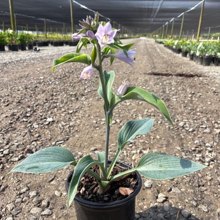 Hosta 'Halcyon' ~ Halcyon Hosta-ServeScape