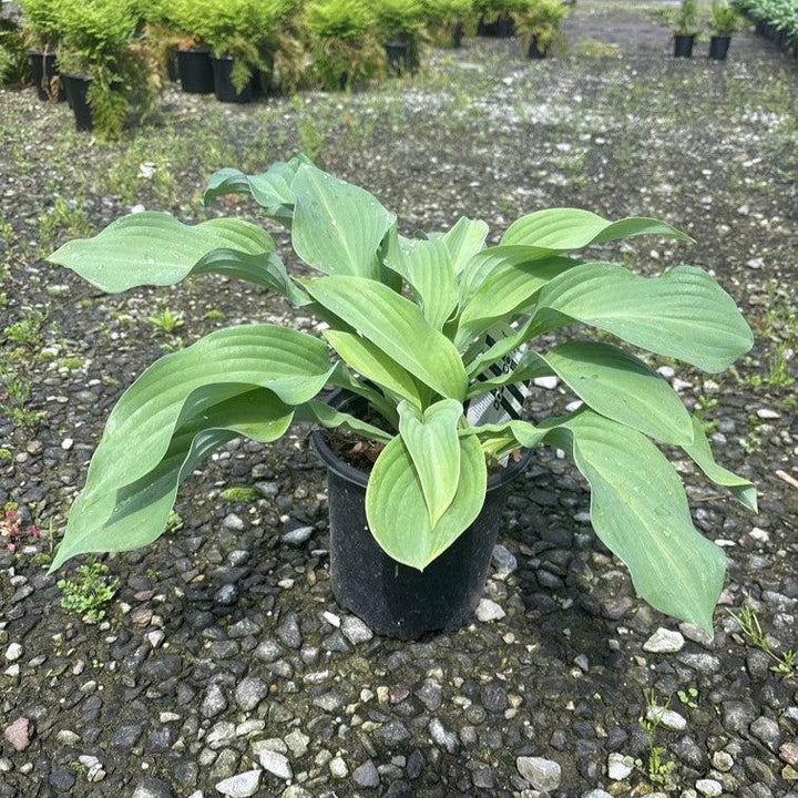Hosta x 'Krossa Regal' ~ Krossa Regal Hosta-ServeScape