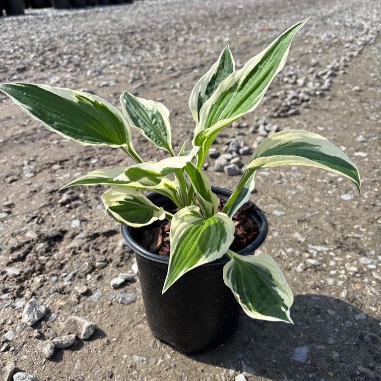 Hosta 'Patriot' ~ Patriot Hosta-ServeScape