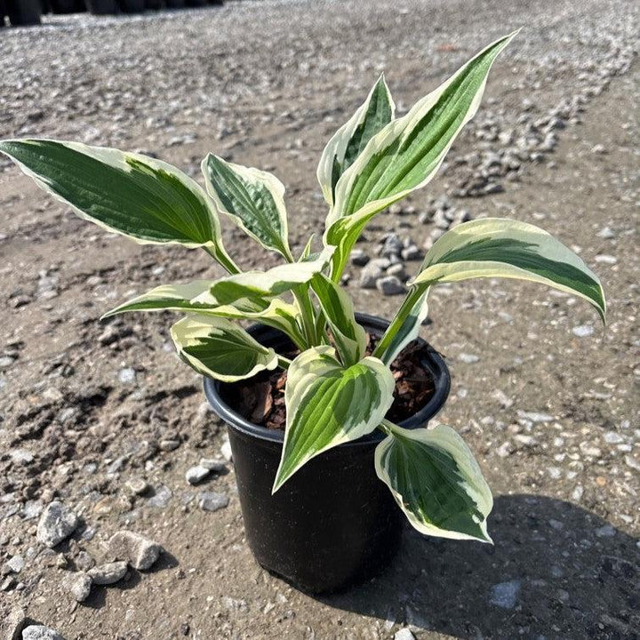 Hosta 'Patriot' ~ Patriot Hosta-ServeScape