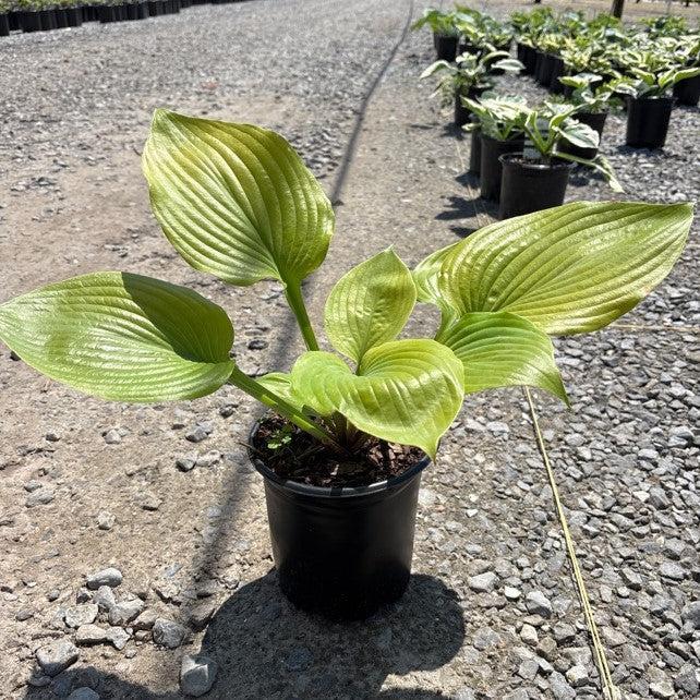 Hosta 'Sum and Substance' ~ Sum and Substance Hosta-ServeScape