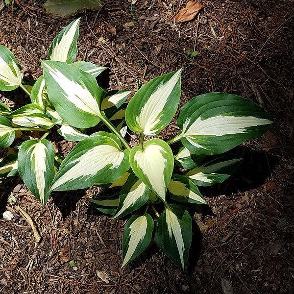 Hosta x 'Vulcan' ~ Vulcan Hosta-ServeScape