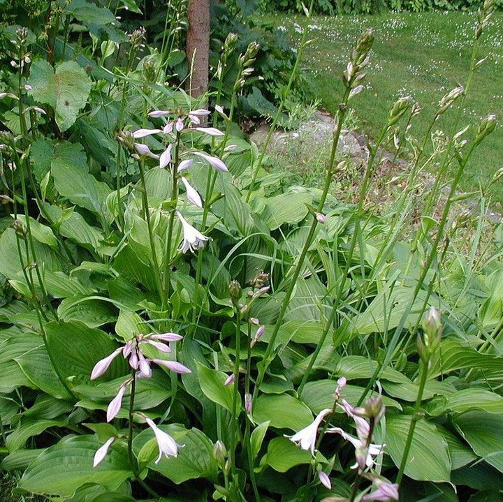 Hosta 'Fortunei Hyacinthina' ~ Fortunei Hyacinthina Hosta-ServeScape