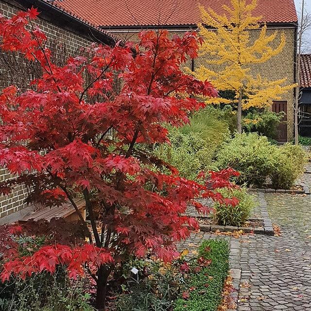 Acer palmatum 'Osakazuki' ~ Osakazuki Japanese Maple-ServeScape