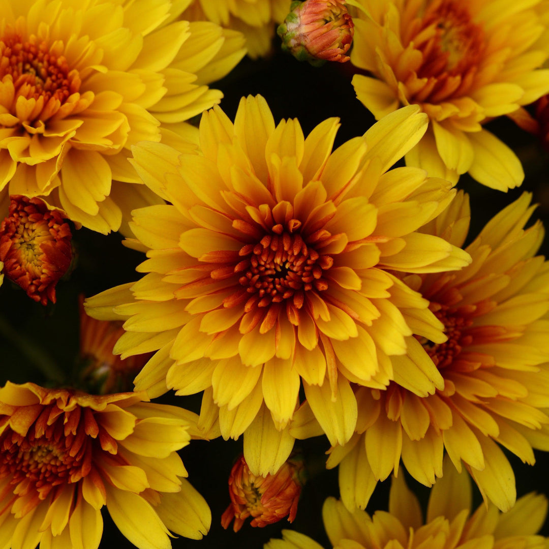 Chrysanthemum x morifolium 'Hot Spot Bronze' ~ Hot Spot Bronze Mum-ServeScape