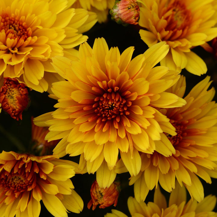 Chrysanthemum x morifolium 'Hot Spot Bronze' ~ Hot Spot Bronze Mum-ServeScape