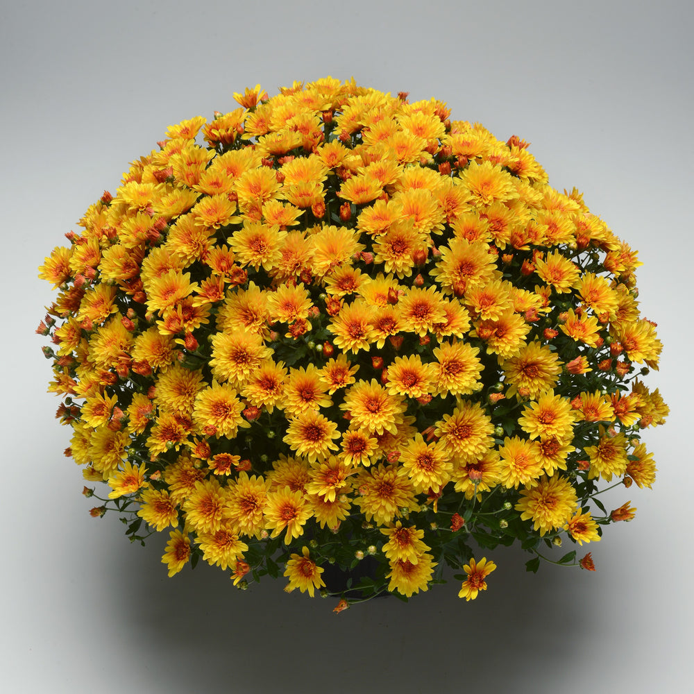 Chrysanthemum x morifolium 'Hot Spot Bronze' ~ Hot Spot Bronze Mum-ServeScape