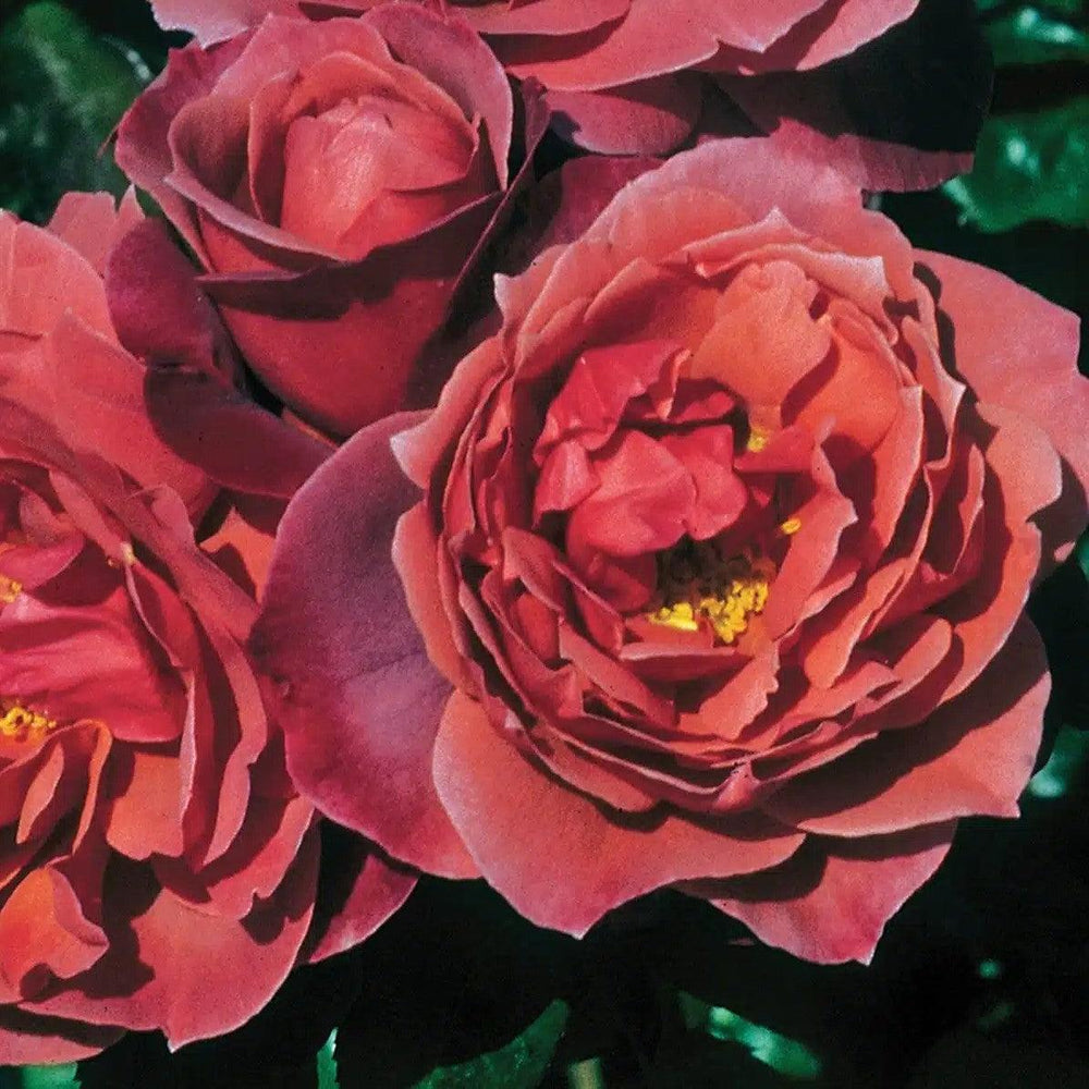 Rosa 'Wekpaltlez' ~ Hot Cocoa® Rose-ServeScape