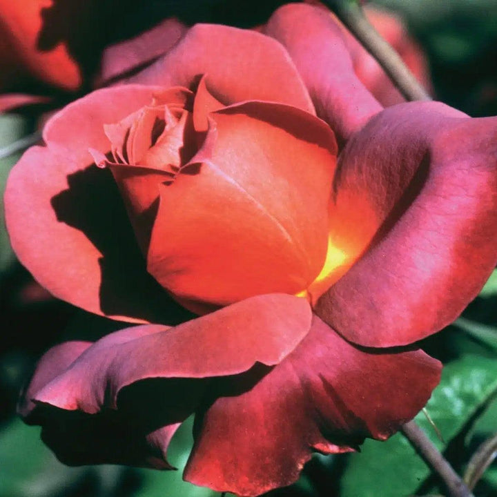 Rosa 'Wekpaltlez' ~ Hot Cocoa® Rose-ServeScape