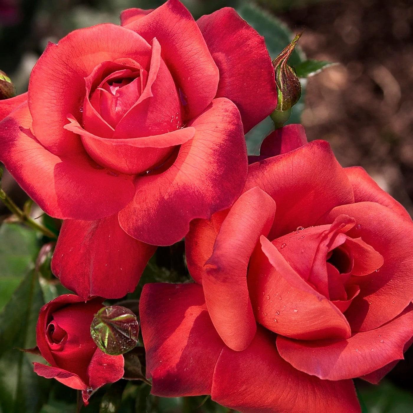 Rosa 'Wekpaltlez' ~ Hot Cocoa® Rose-ServeScape