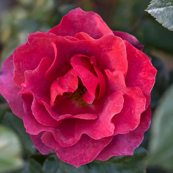 Rosa 'Wekpaltlez' ~ Hot Cocoa® Rose-ServeScape
