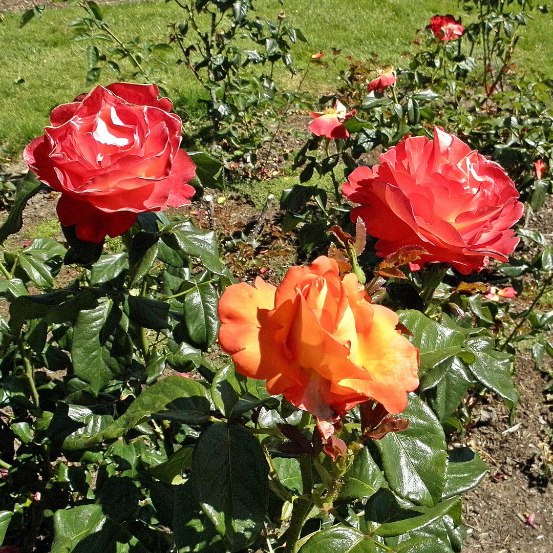 Rosa 'Aromiclea' ~ Voodoo™ Rose-ServeScape