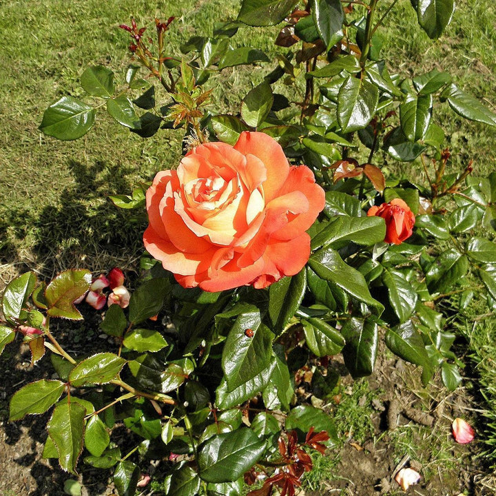 Rosa 'Aromiclea' ~ Voodoo™ Rose-ServeScape