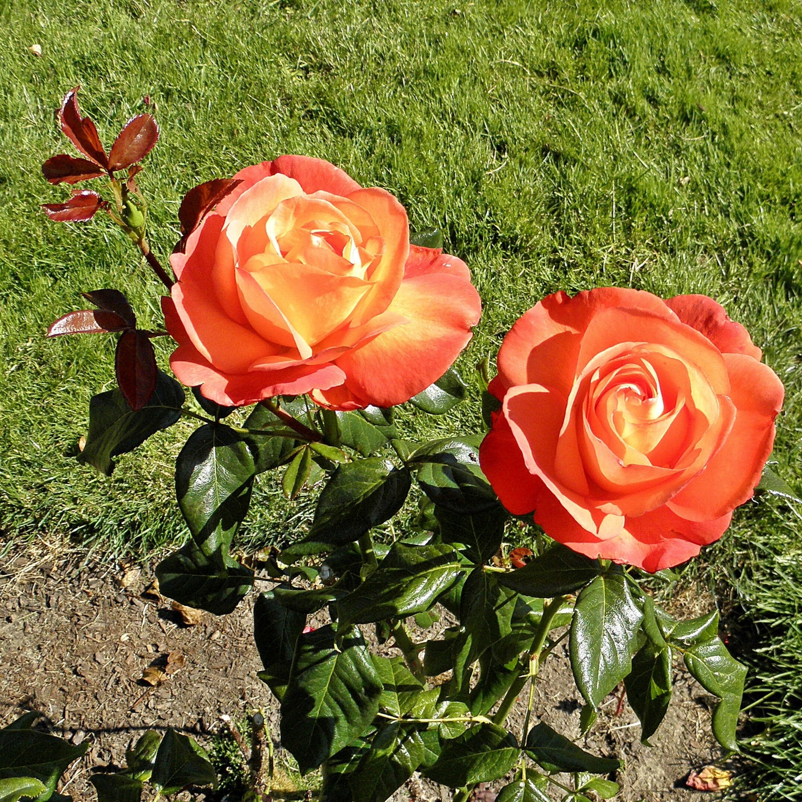 Rosa 'Aromiclea' ~ Voodoo™ Rose-ServeScape