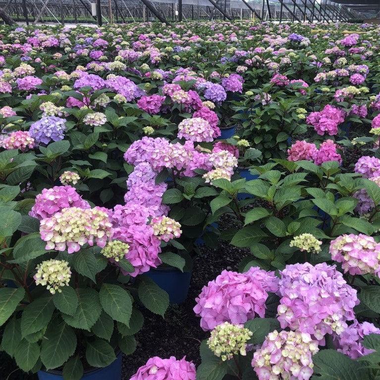 Hydrangea macrophylla 'P11HM-11' ~ Endless Summer® Bloomstruck® Hydrangea-ServeScape