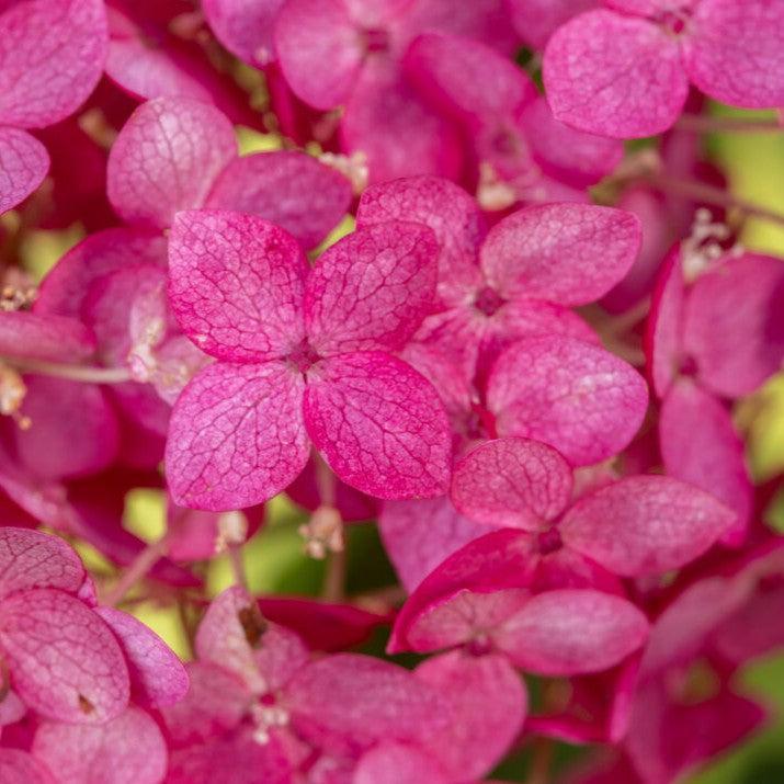 Hydrangea arborescens 'BAICZ10' PP37,420 ~ DreamScape® Hydrangea-ServeScape