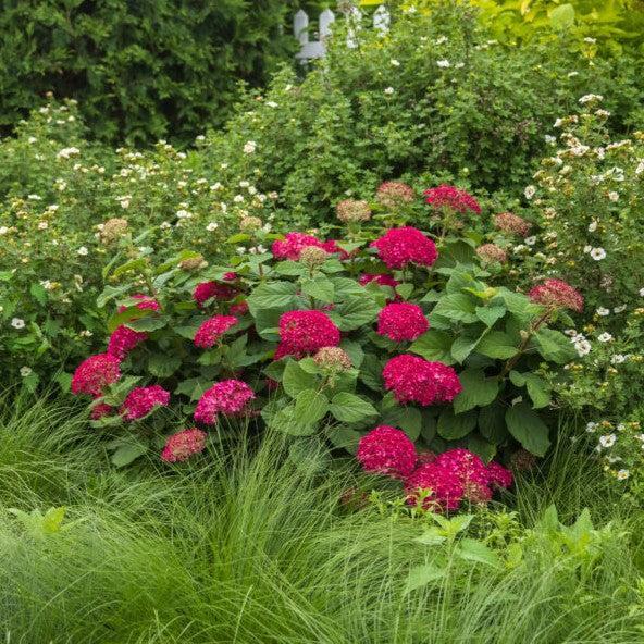 Hydrangea arborescens 'BAICZ10' PP37,420 ~ DreamScape® Hydrangea-ServeScape