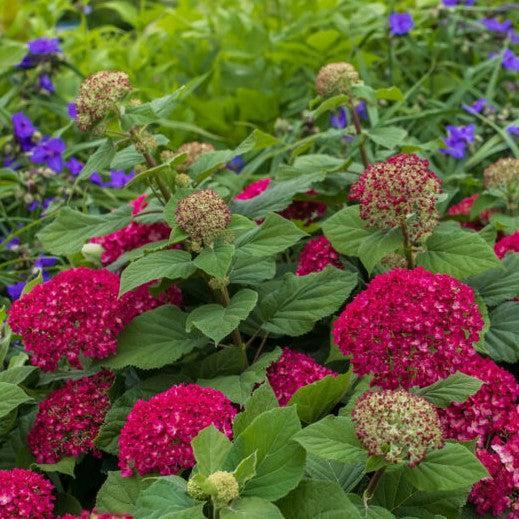 Hydrangea arborescens 'BAICZ10' PP37,420 ~ DreamScape® Hydrangea-ServeScape