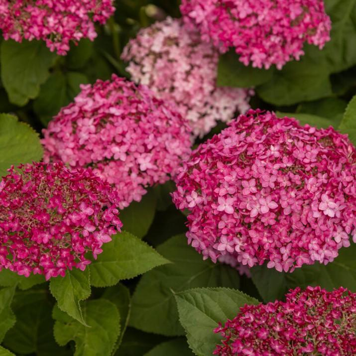 Hydrangea arborescens 'BAICZ10' PP37,420 ~ DreamScape® Hydrangea-ServeScape