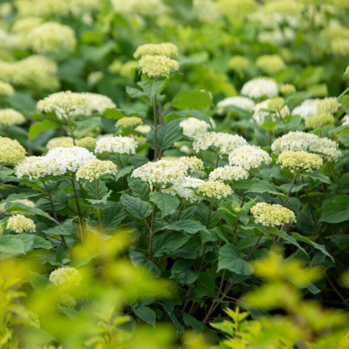 Hydrangea arborescens 'BAlful' ~ First Editions® FlowerFull™ Smooth Hydrangea-ServeScape