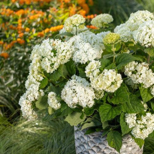 Hydrangea arborescens 'BAlful' ~ First Editions® FlowerFull™ Smooth Hydrangea-ServeScape