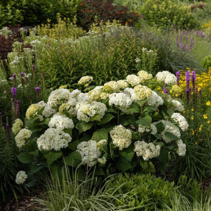 Hydrangea arborescens 'BAlful' ~ First Editions® FlowerFull™ Smooth Hydrangea-ServeScape