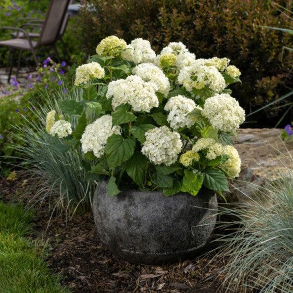 Hydrangea arborescens 'BAlful' ~ First Editions® FlowerFull™ Smooth Hydrangea-ServeScape