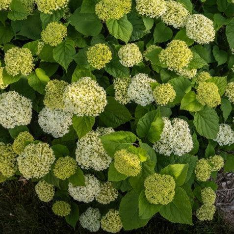 Hydrangea arborescens 'BAlful' ~ First Editions® FlowerFull™ Smooth Hydrangea-ServeScape