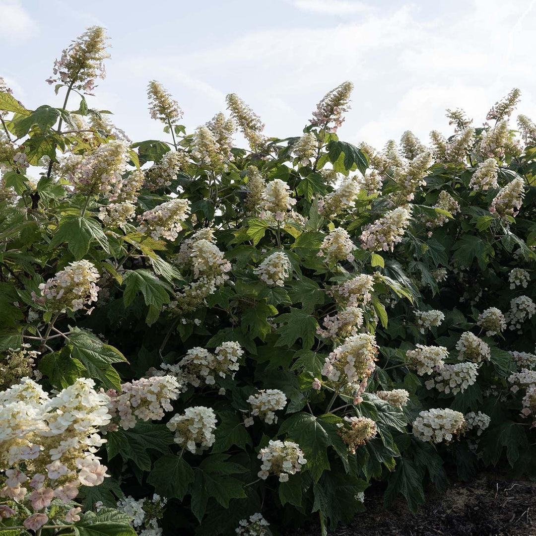 Hydrangea quercifolia '1925querrep' ~ Autumn Reprise™ Hydrangea-ServeScape