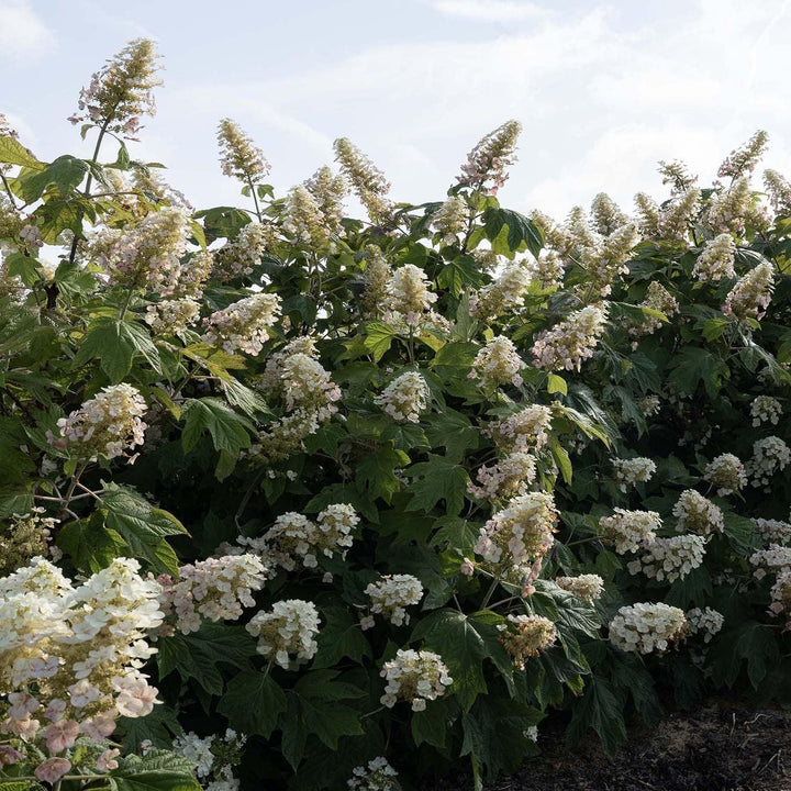 Hydrangea quercifolia '1925querrep' ~ Autumn Reprise™ Hydrangea-ServeScape