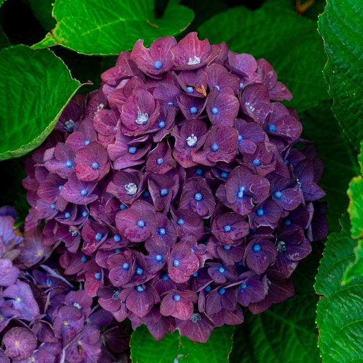 Hydrangea macrophylla 'Hokomadraq' ~ Bloomin' Easy® Drama Queen™ Hydrangea-ServeScape