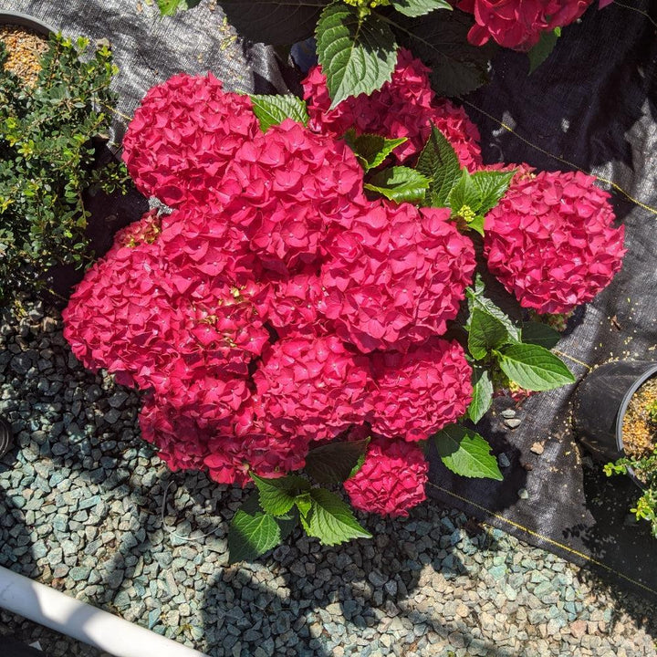 Hydrangea macrophylla 'Hokomadraq' ~ Bloomin' Easy® Drama Queen™ Hydrangea-ServeScape