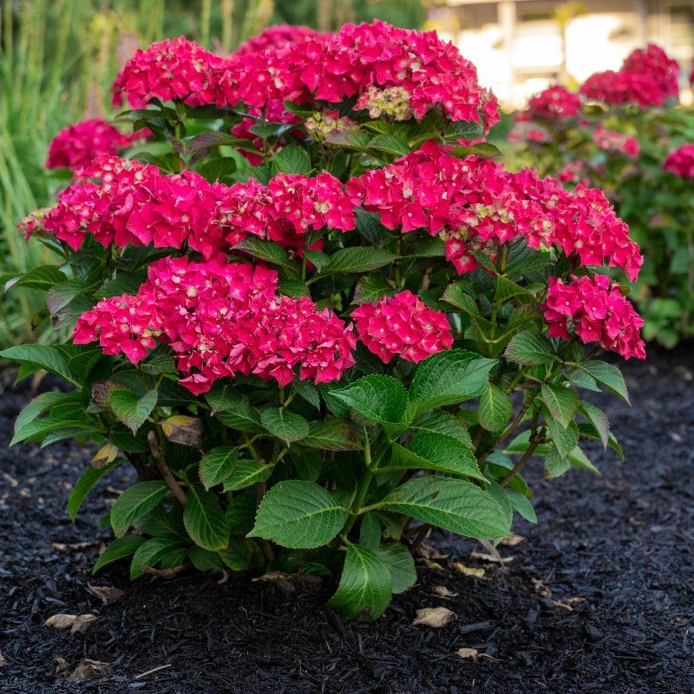 Hydrangea macrophylla 'Hokomadraq' ~ Bloomin' Easy® Drama Queen™ Hydrangea-ServeScape