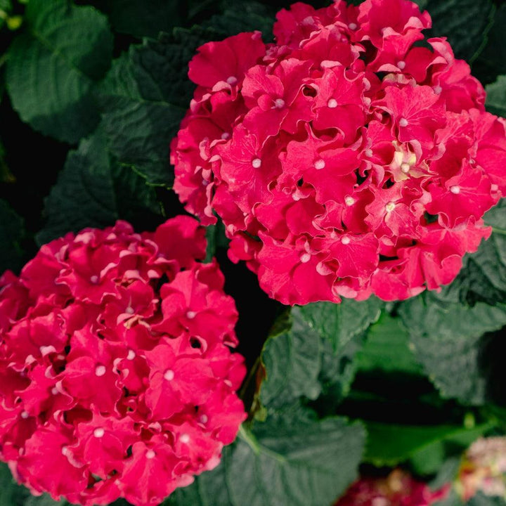 Hydrangea macrophylla 'Hokomabavi' ~ Bloomin' Easy® Frill Ride® Hydrangea-ServeScape