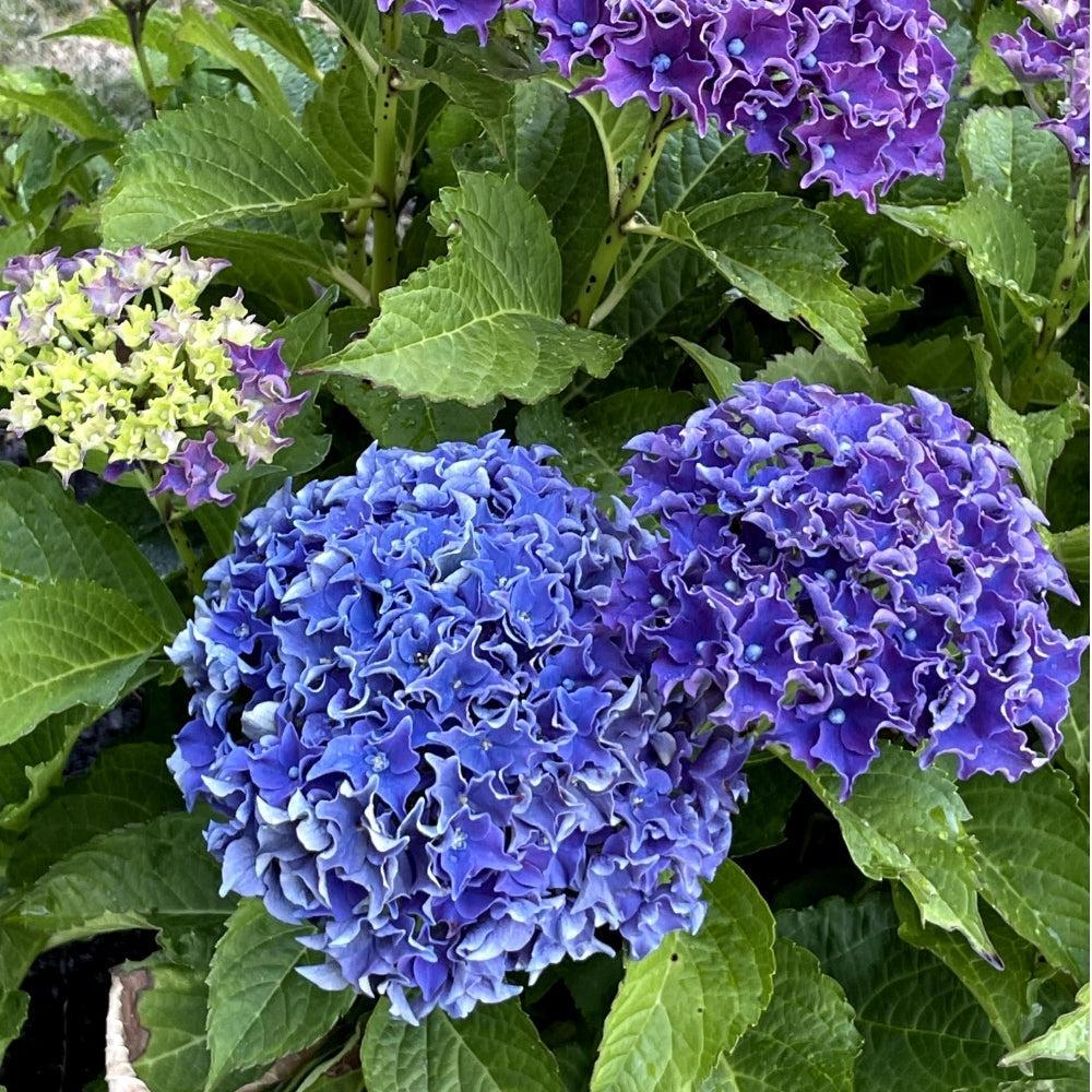 Hydrangea macrophylla 'Hokomabavi' ~ Bloomin' Easy® Frill Ride® Hydrangea-ServeScape
