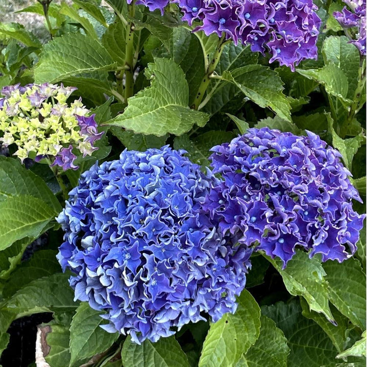 Hydrangea macrophylla 'Hokomabavi' ~ Bloomin' Easy® Frill Ride® Hydrangea-ServeScape