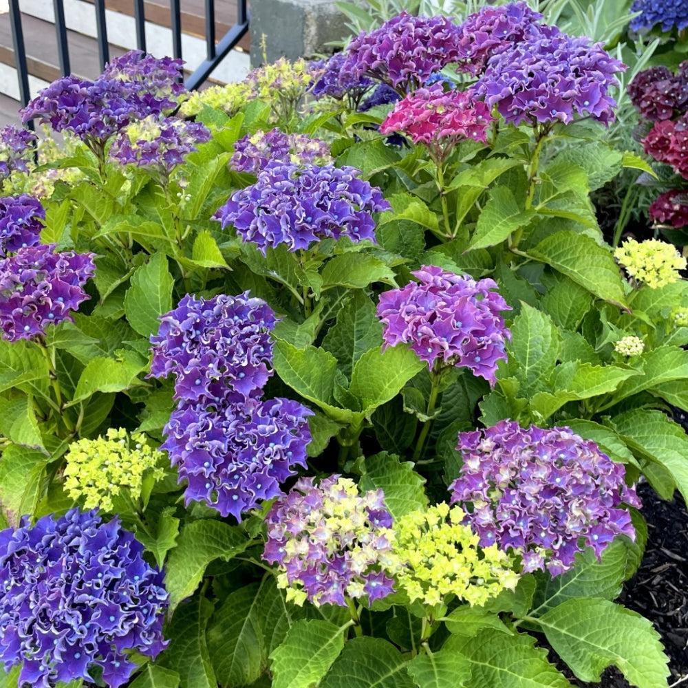 Hydrangea macrophylla 'Hokomabavi' ~ Bloomin' Easy® Frill Ride® Hydrangea-ServeScape