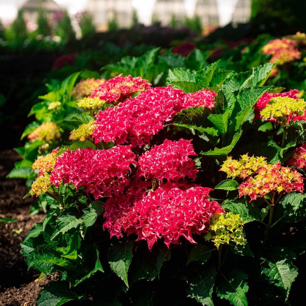 Hydrangea macrophylla 'Hokomabavi' ~ Bloomin' Easy® Frill Ride® Hydrangea-ServeScape