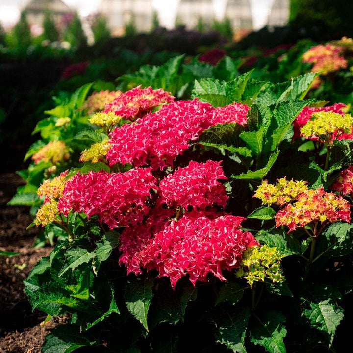 Hydrangea macrophylla 'Hokomabavi' ~ Bloomin' Easy® Frill Ride® Hydrangea-ServeScape