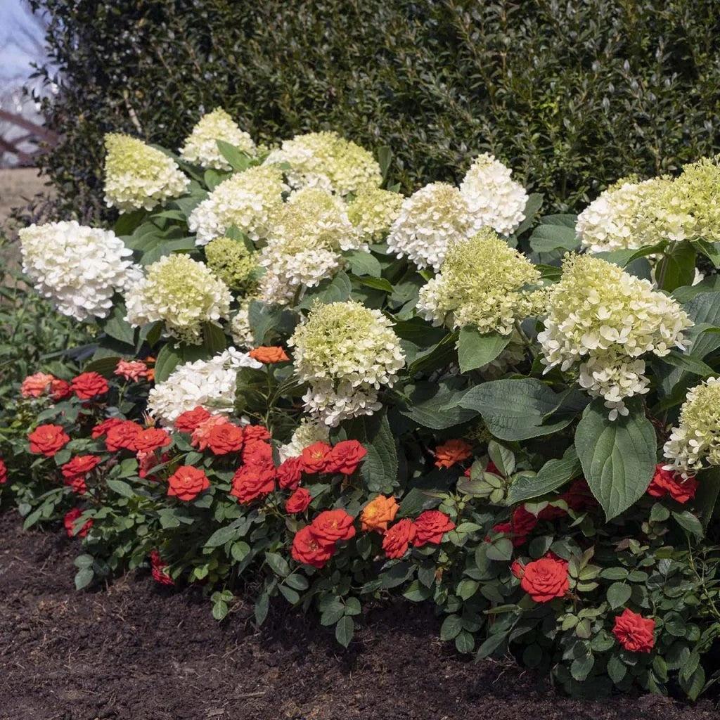 Hydrangea paniculata ‘Pan1782hydr’ ~ Monrovia® Sweet Starlight™ Hydrangea-ServeScape