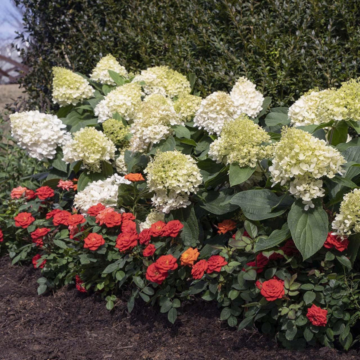 Hydrangea paniculata ‘Pan1782hydr' PP 35,658 ~ Sweet Starlight™ Hydrangea-ServeScape