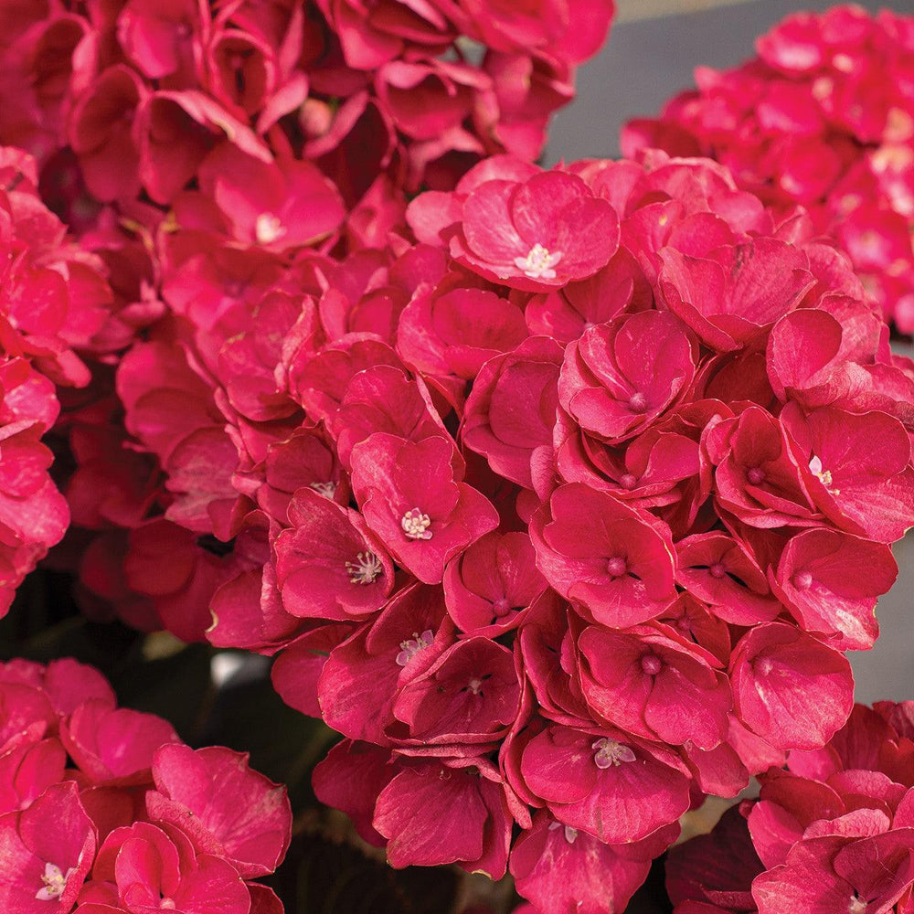 Hydrangea macrophylla 'SK2DAMA' PP 28,860 ~ Akadama® Hydrangea-ServeScape