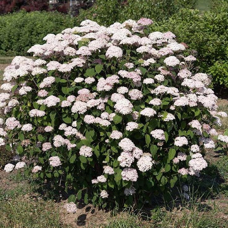 Hydrangea arborescens 'Dranbor3269' PPAF ~ American Lace™ Pink Hydrangea-ServeScape