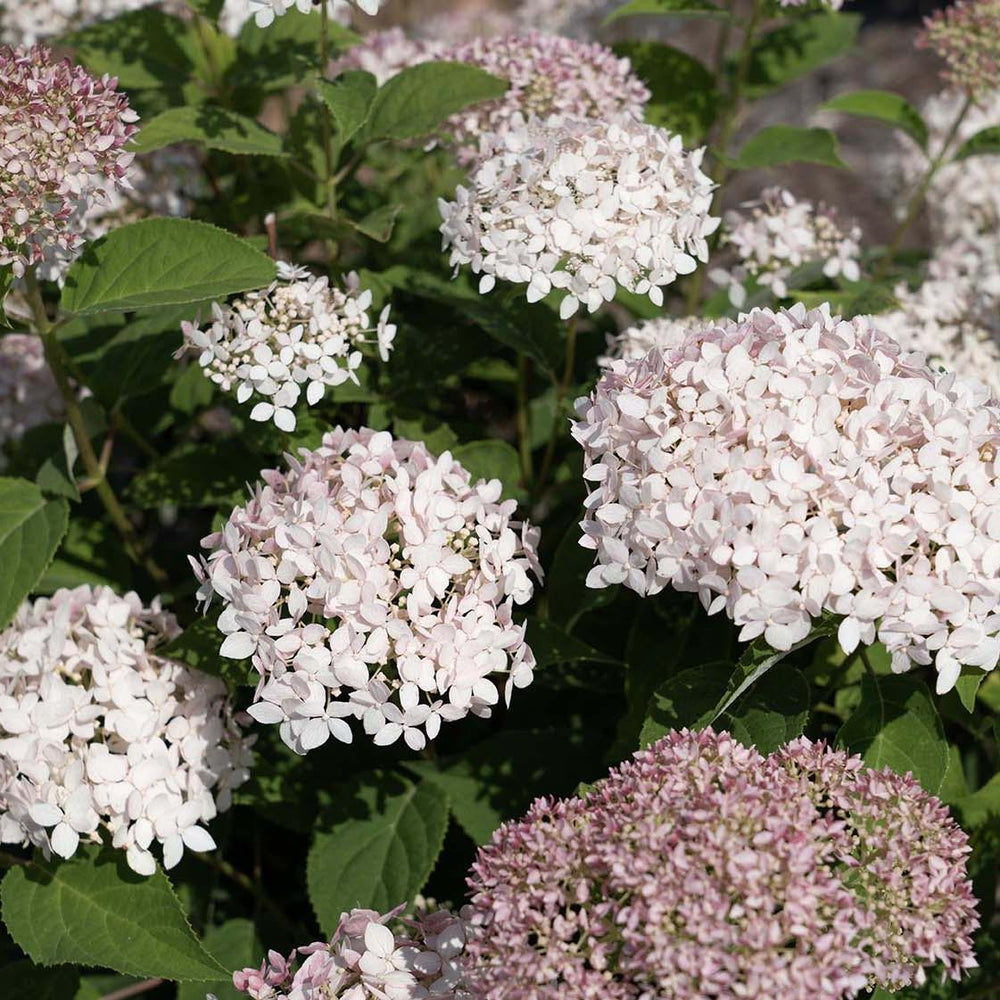 Hydrangea arborescens 'Dranbor3269' PPAF ~ American Lace™ Pink Hydrangea-ServeScape