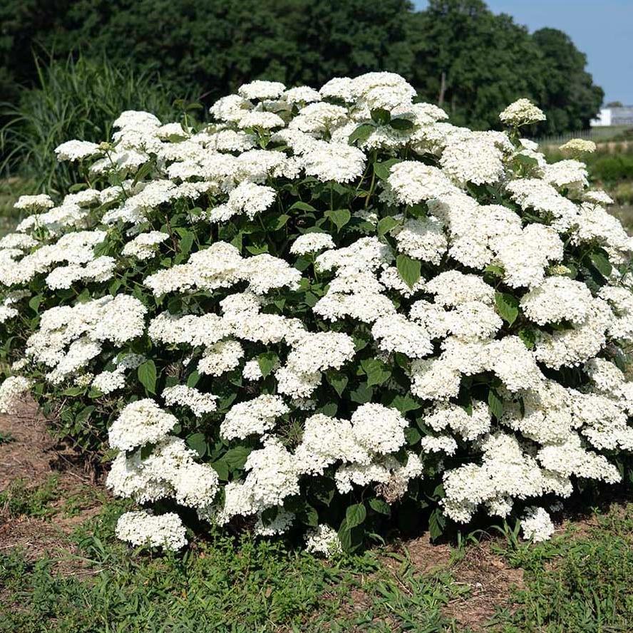 Hydrangea arborescens 'Age3213ens' PP 37,099 ~ American Lace™ White Hydrangea-ServeScape