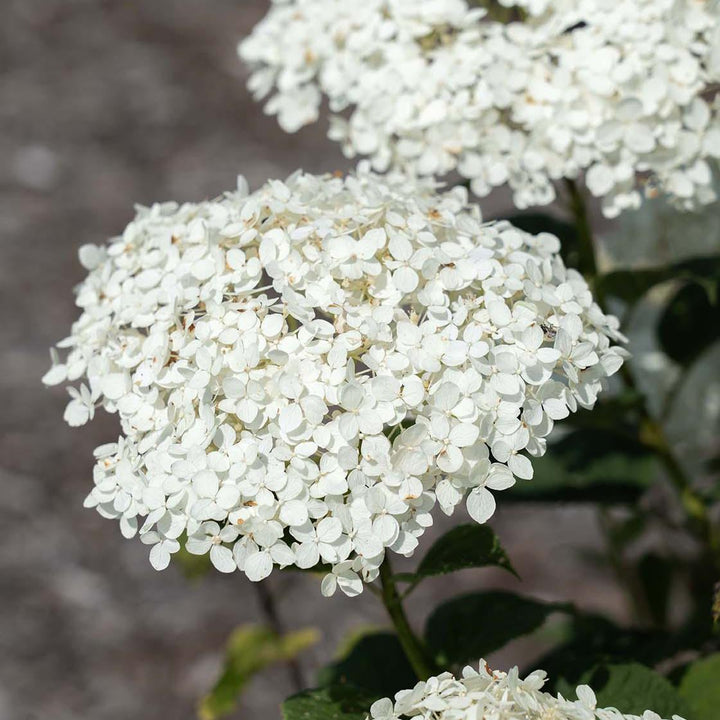 Hydrangea arborescens 'Age3213ens' PP 37,099 ~ American Lace™ White Hydrangea-ServeScape